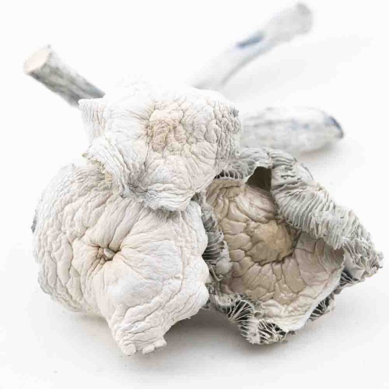 Dank Bud - Mushrooms